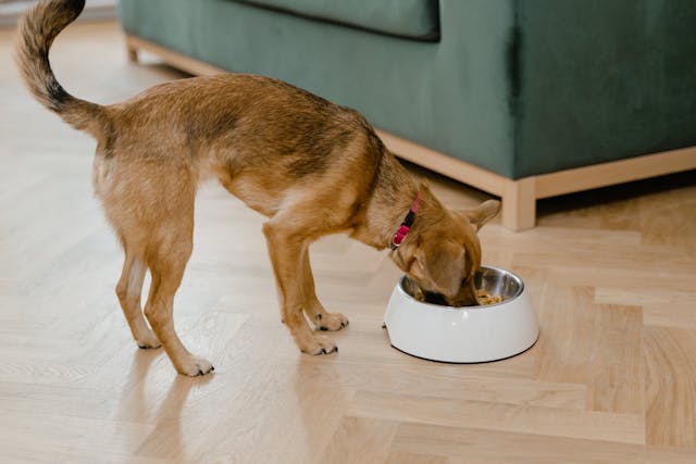Insect Protein Dog Food