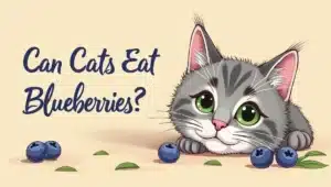 can cats eat blueberries
