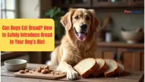 can dogs eat bread